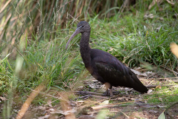 The glossy ibis neck is reddish-brown and the body is a bronze-brown with a metallic iridescent...