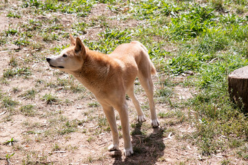 Dingos are a dog-like wolf. They have a long muzzle, erect ears and strong claws. They usually have...