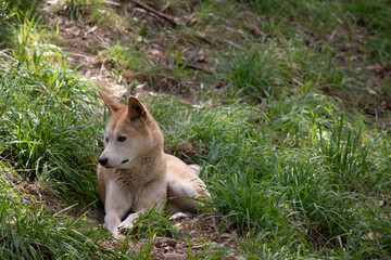 Dingos are a dog-like wolf. They have a long muzzle, erect ears and strong claws. They usually have...