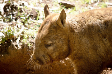 The hairy-nosed wombats have softer fur, longer and more pointed ears and a broader muzzle fringed...