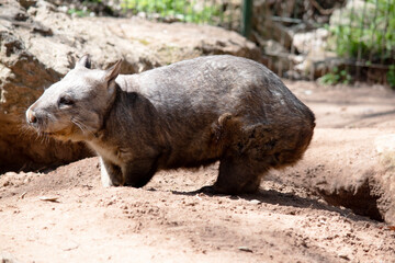 The hairy-nosed wombats have softer fur, longer and more pointed ears and a broader muzzle fringed...