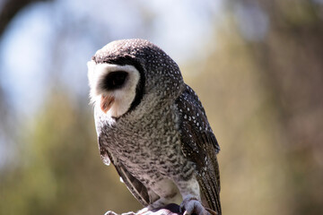 The lesser sooty owl is a dark sooty-grey in color, with large eyes in a grey face, fine white...