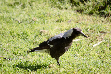 The magpie is a distinctive looking bird, with glossy black and brilliant white markings
