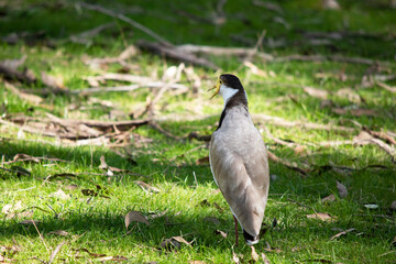 The Masked Lapwing is mainly white below, with brown wings and back and a black crown. Birds have large yellow wattles covering the face,