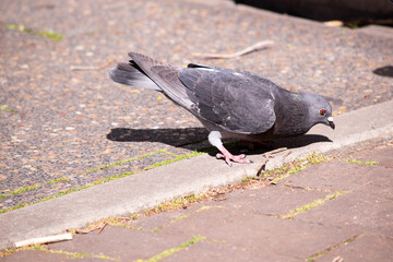 the pigeon is various shades of grey with a red eye and black beak