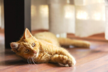 Portrait of Playful Ginger cat lying on the floor
