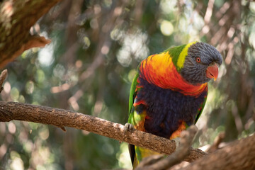 The rainbow lorikeet has a bright yellow-orange/red breast, a mostly violet-blue throat and a yellow-green collar.
