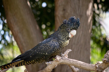 the female red tailed black cockatoo is black a black bird with yellow spots and a red tail