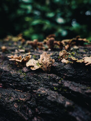 Fungi on tree trunk