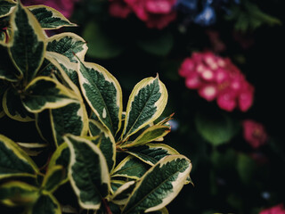 Fototapeta premium Plant leaves