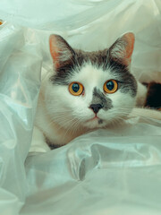 cat with eyes