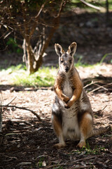 Naklejka na ściany i meble The Yellow-footed Rock-wallaby is brightly coloured with a white cheek stripe and orange ears.