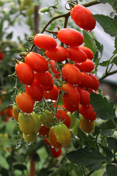  Many red and green Italian Datterino or Cherry tomatoes with raindrops growing on branches in the vegetable garden on summer season