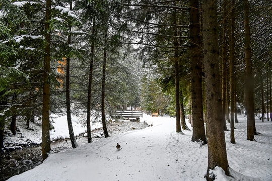 Lenzerheide, Valbella, Heidbach, Bach, Heidsee, Bergsee, Uferweg, Wanderweg, Winterwanderung, Holzbank, Langlauf, Winterlandschaft, Seeufer, Alpen, Wald, Tannen, Schnee, Winter, Graub&uuml;nden, Schweiz