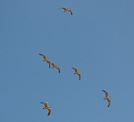 seagull birds against the blue sky.