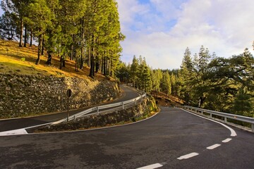 Gran Canaria roads in the mountain surrounded by tall green tree pines and forest - obrazy, fototapety, plakaty