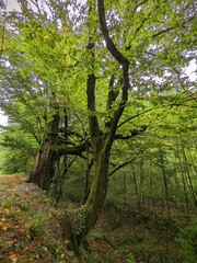 Fototapeta na wymiar Big old tree covered in moss