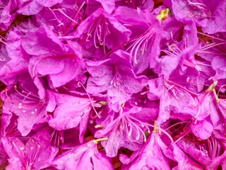진달래, 철쭉, 자연 꽃잎 배경, 분홍색
