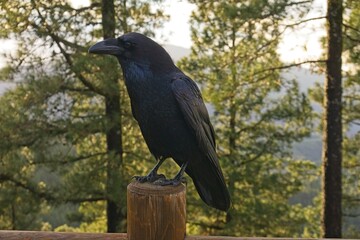 Gran Canaria: Foreground of a black raven perched on a wood fence