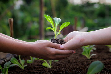 Adult give seedling salad vegetables to child and holding together in hands to planting in soil in...