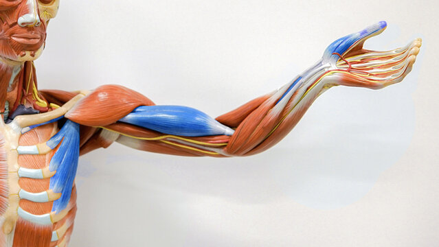 Deep Front Arm Lines - Human arm anatomy 