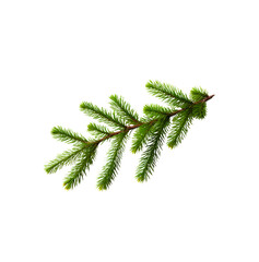 Fir tree twigs and leaves, transparent christmas tree on white background PNG.