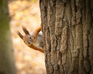 Naklejka na ściany i meble squirrel on a tree