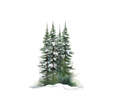 watercolor christmas tree, fir tree, transparent on white background PNG.