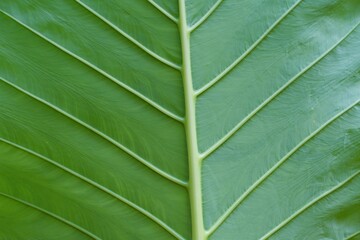 Texture photograph large green leaves