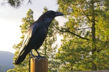 Gran Canaria: Foreground of a black raven perched on a wood fence