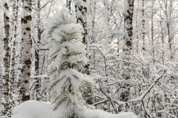 Snow-covered top of a fir after heavy snowfall in a winter forest. The trees in the park are covered with snow. Snow-covered pine trees in the forest. Beautiful winter landscape.