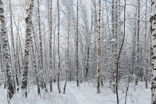 Snow-covered birch trees after heavy snowfall in a winter forest. The trees in the park are covered with snow. Snow-covered pine trees in the forest. Beautiful winter landscape.