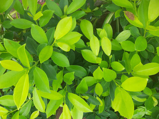 Obraz premium Beautiful Green Leaves Plant Photography