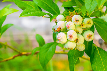 Green unripe blueberries close-up on a blurred background