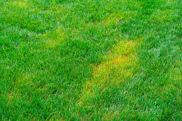 Diseases on the green lawn. Stains of yellowed grass on the lawn after winter