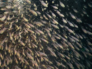 School of Parapriacanthus at a cave in Izu