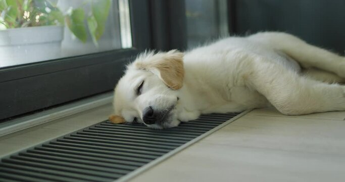 A cute puppy sleeps on a heating convector. Warm and cozy home concept
