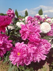 pink terry peonies on a flower bed on a sunny summer day. Floral wallpaper