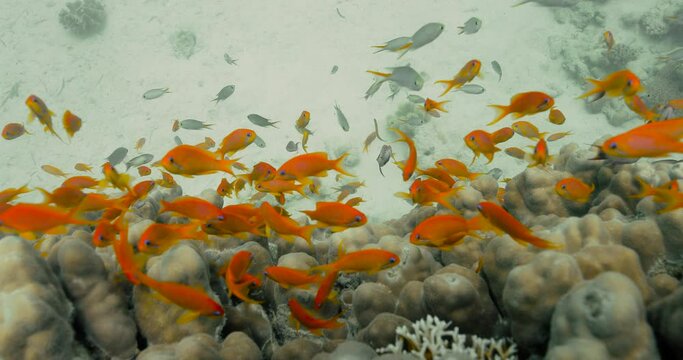 A school of colorful anthias fish search for food between corals.