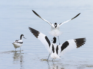 Pied avocets flying away from a pond