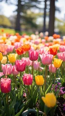 Fotobehang A stunning image of a field of brightly colored tulips © olegganko