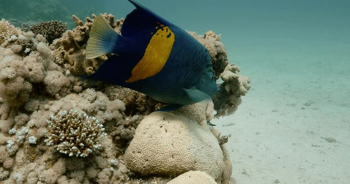 Following shot of a blue Arabian angelfish enjoying the aquatic life.
