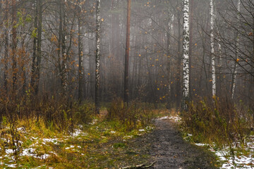 Autumn forest in the early morning. Heavy fog in the park. Dirt road between trees.