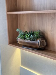 succulents plants on bathroom wooden shelf