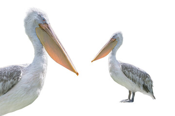 pink backed pelican isolated on a white background