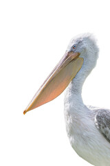 pink backed pelican isolated on a white background
