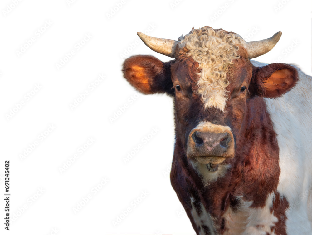 Canvas Prints portrait of a bull isolated on white background