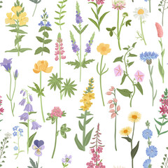 Fototapeta na wymiar seamless pattern with field flowers, vector drawing wild flowering plants at white background, floral border, hand drawn botanical illustration