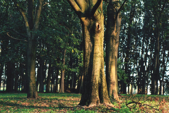 Big Old Tree in a Woodland Illuminated by Sunlight During an Autumn Day. Milano City Park, Italy. Film Photography