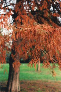 Colorful Orange Leaves of a Pine Tree During an Autumn Day in the Park. Milano, Italy. Film Photography
